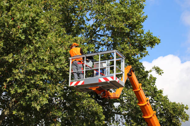 Best Seasonal Cleanup  in Union Hill Novelty Hill, WA